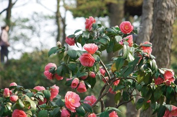 DSC00360.jpg
