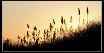 夕阳下的芦苇