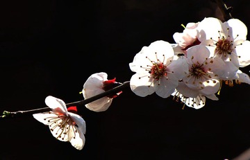 杏花