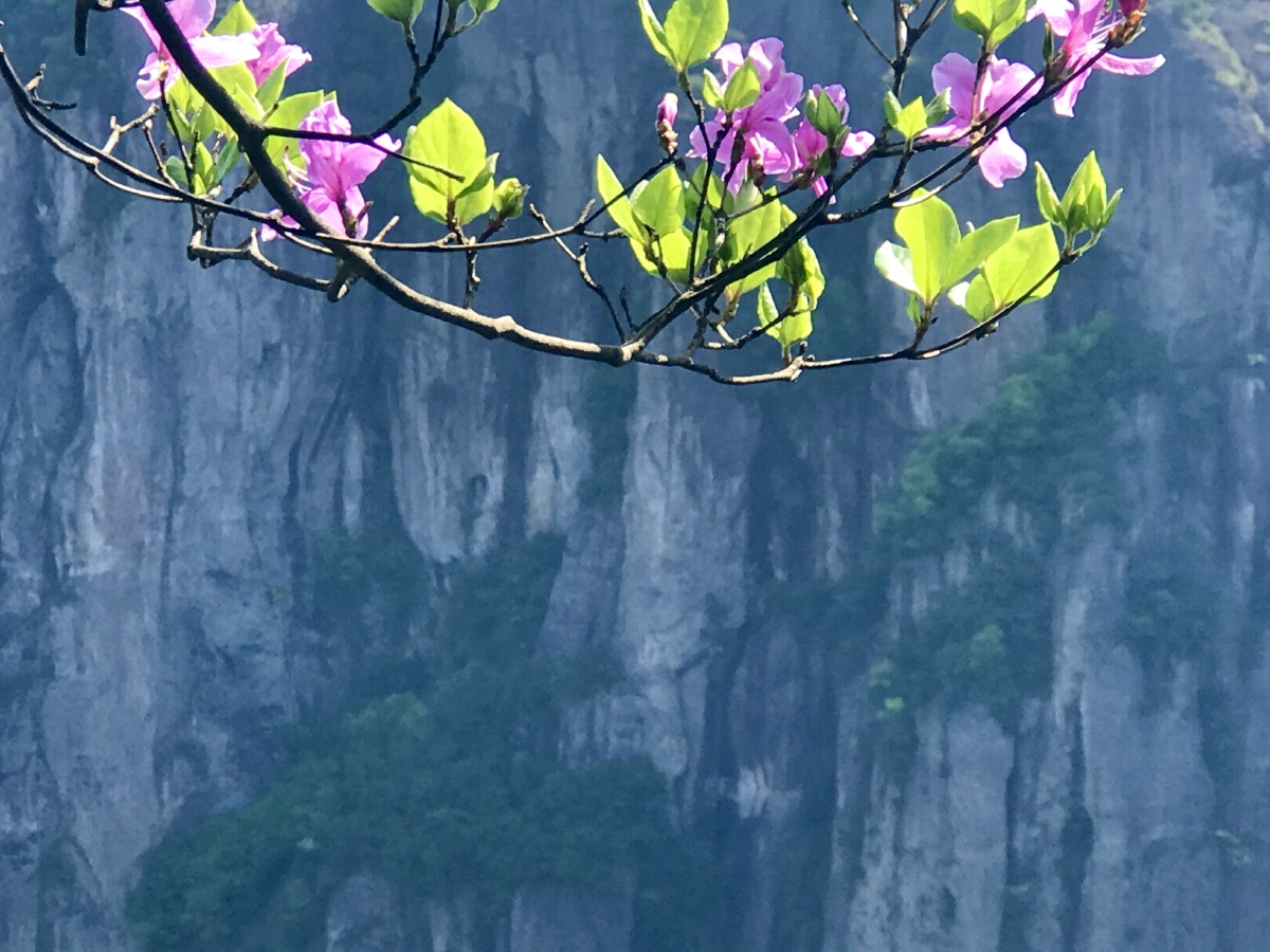 悬崖上杜鹃花.摄于神仙居