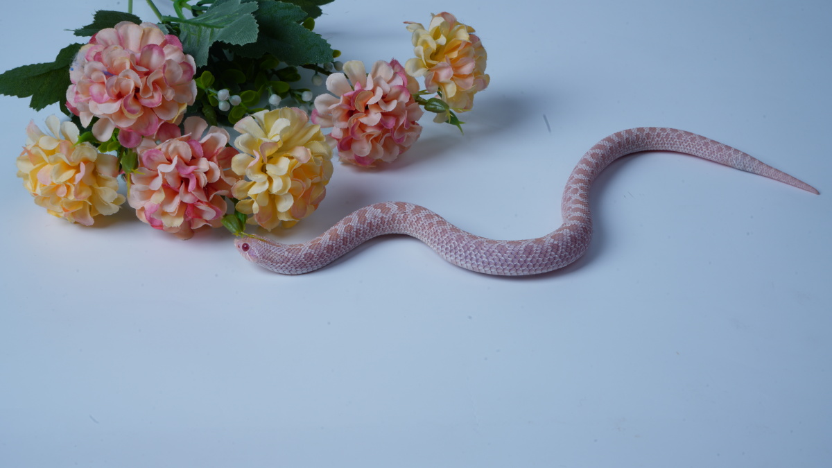 白色背景下的猪鼻蛇变异小粉
