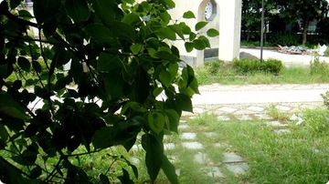 DSC03795_副本.jpg