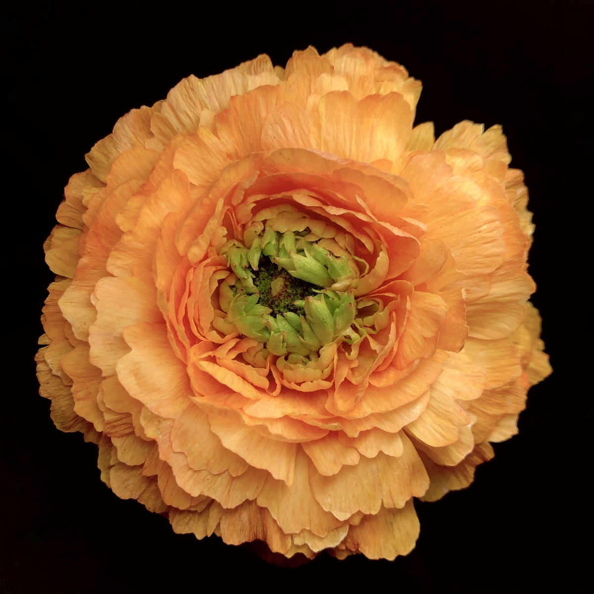 绽放橙色洋牡丹