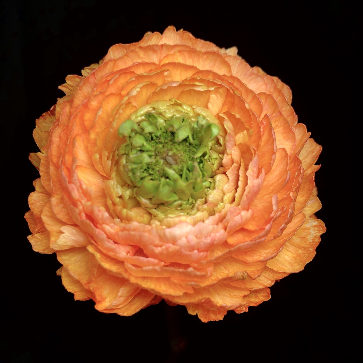 绽放橙色洋牡丹