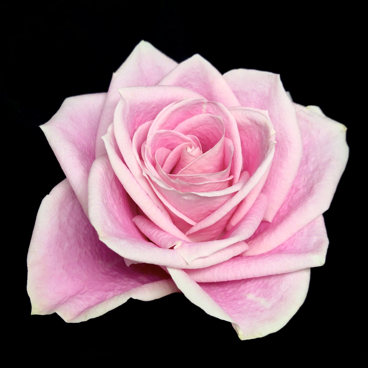 玛丽亚玫瑰新手鲜切花养护