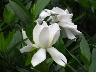 2014 0607 夏花2 139