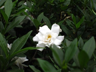 2014 0607 夏花2 140