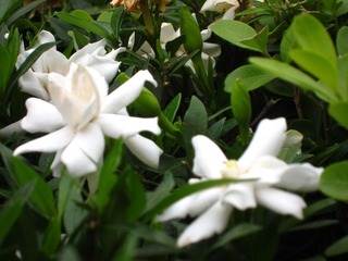 2014 0607 夏花2 144