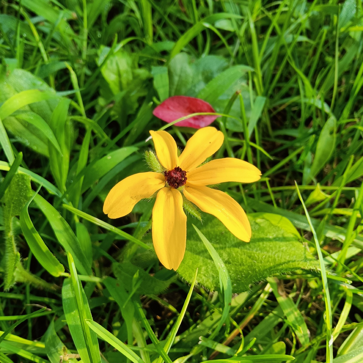 夏天晨光中的草地