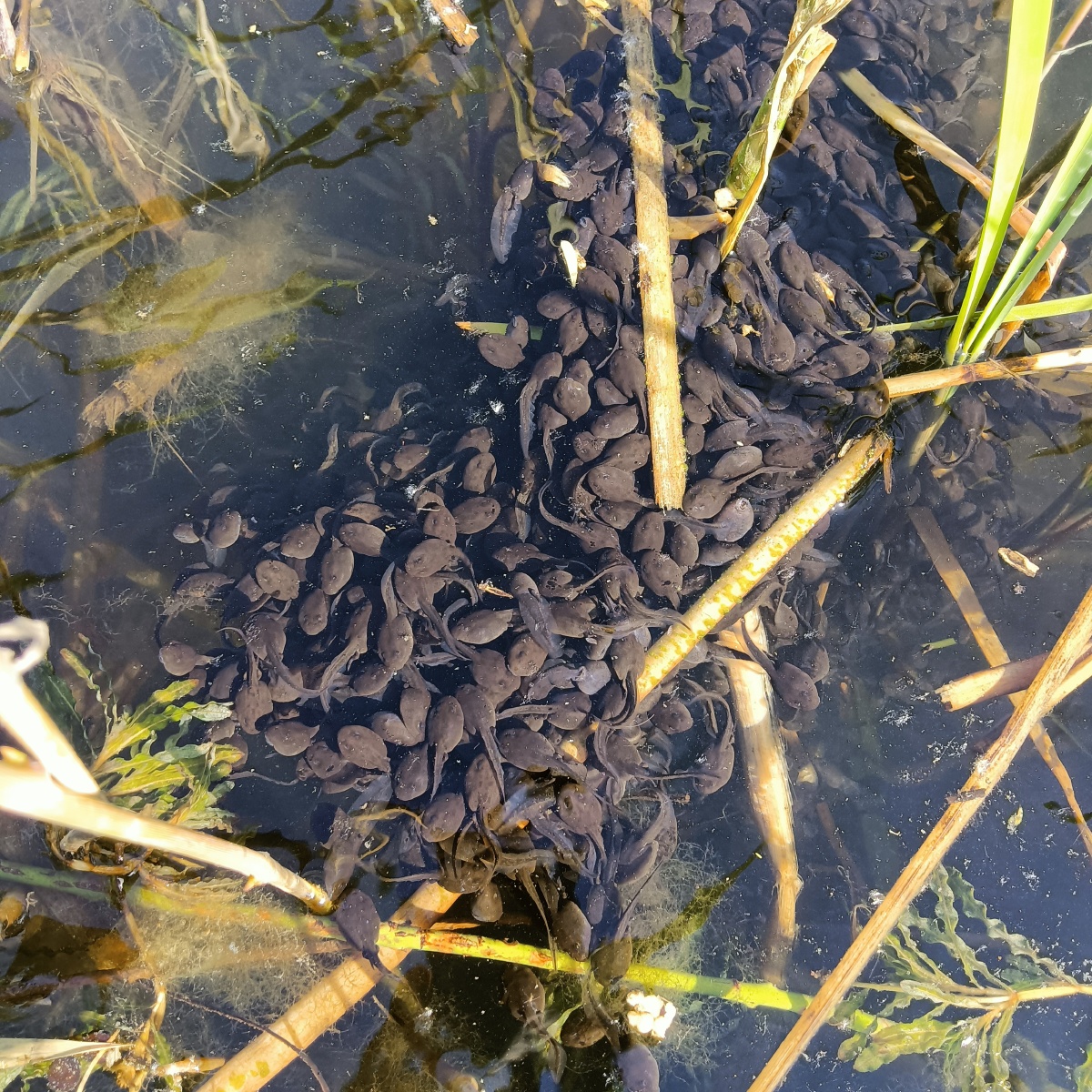 池塘里一大群蝌蚪