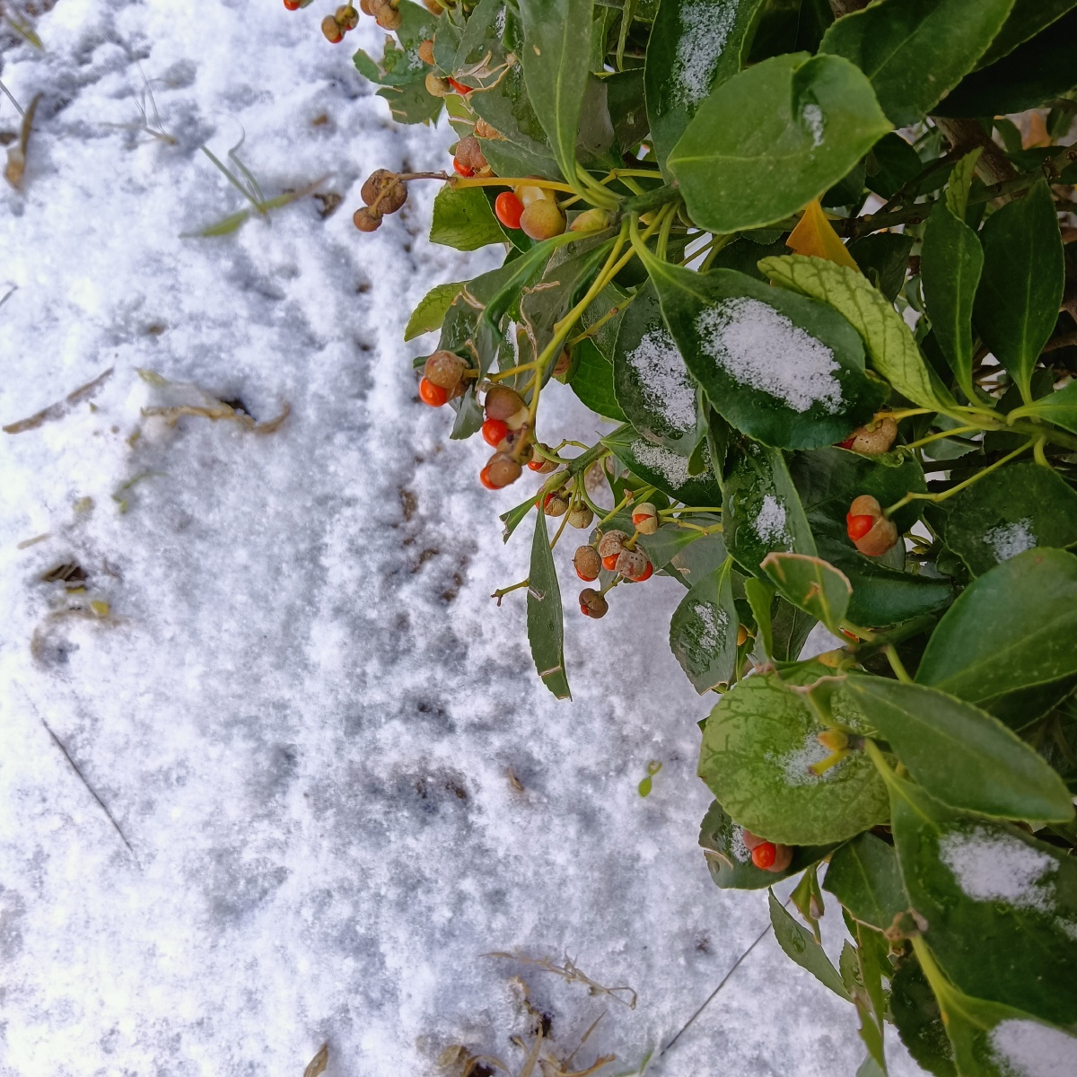 下雪天结了小红果的大叶黄杨