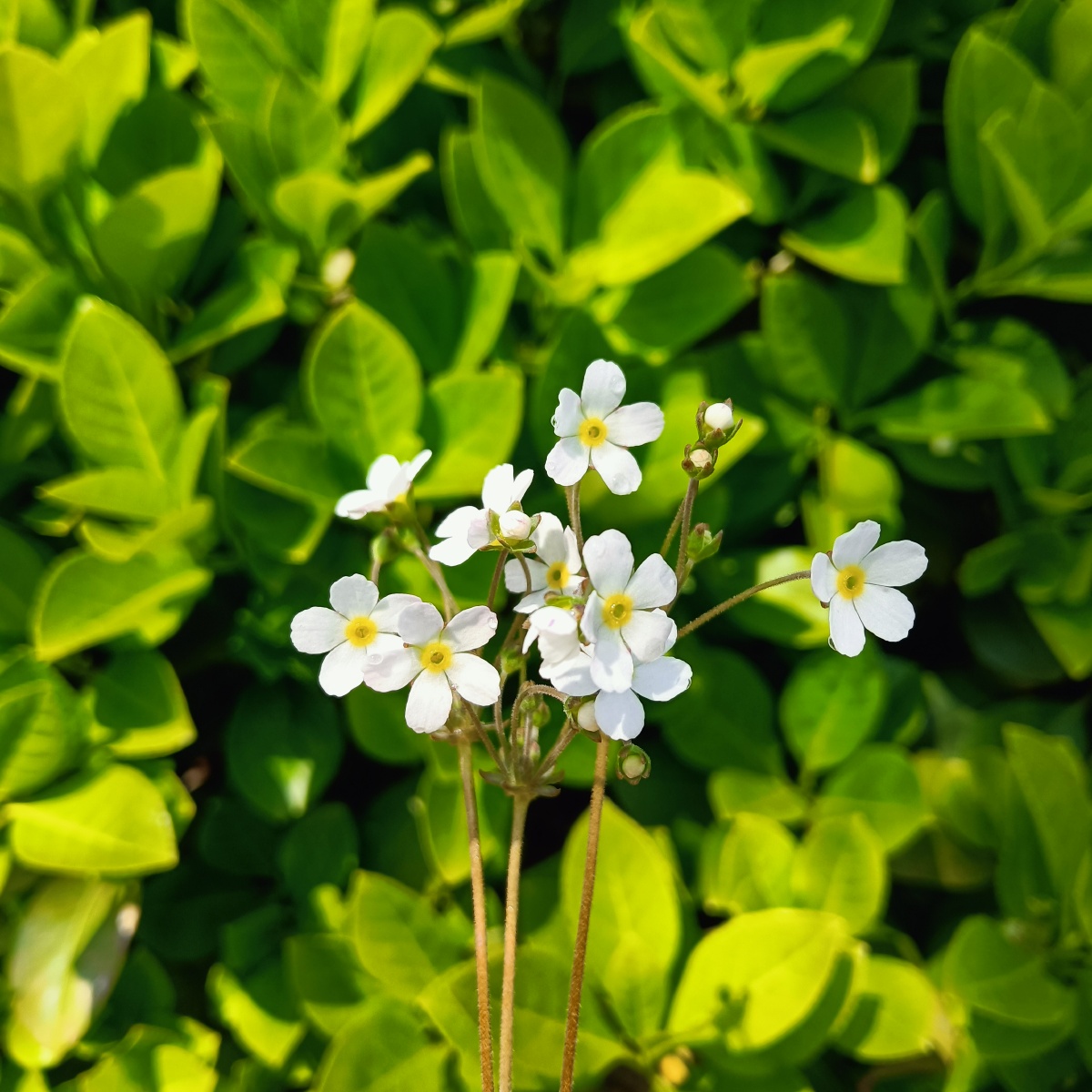 绿叶背景白色小野花点地梅