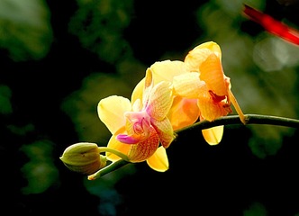 花枝