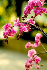 望