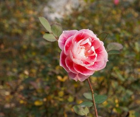 957841F9-2DE6-448B-8120-2DFBFA402F4C/L0/001