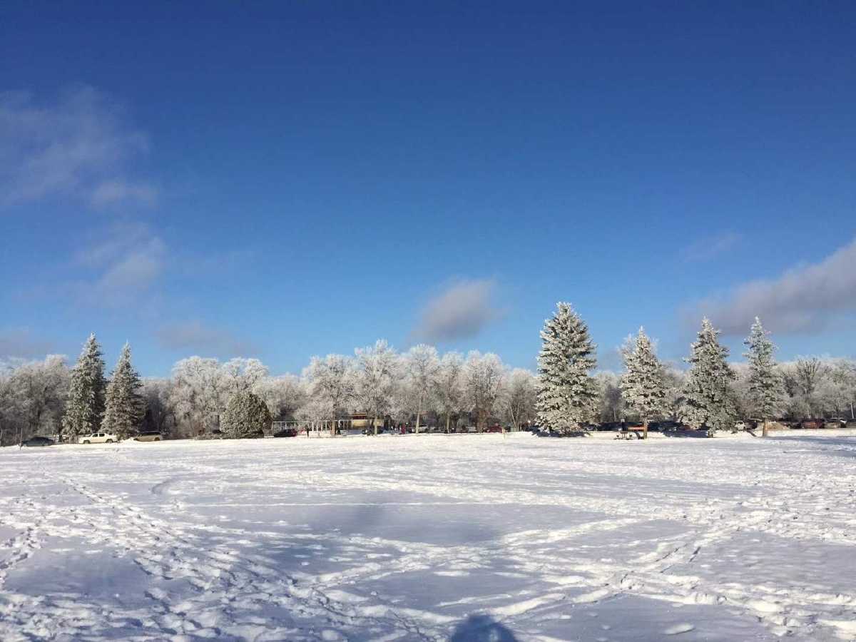 雪松雪景天天76天天不同景冬天还很漫长生活还的继续我们一起努力做