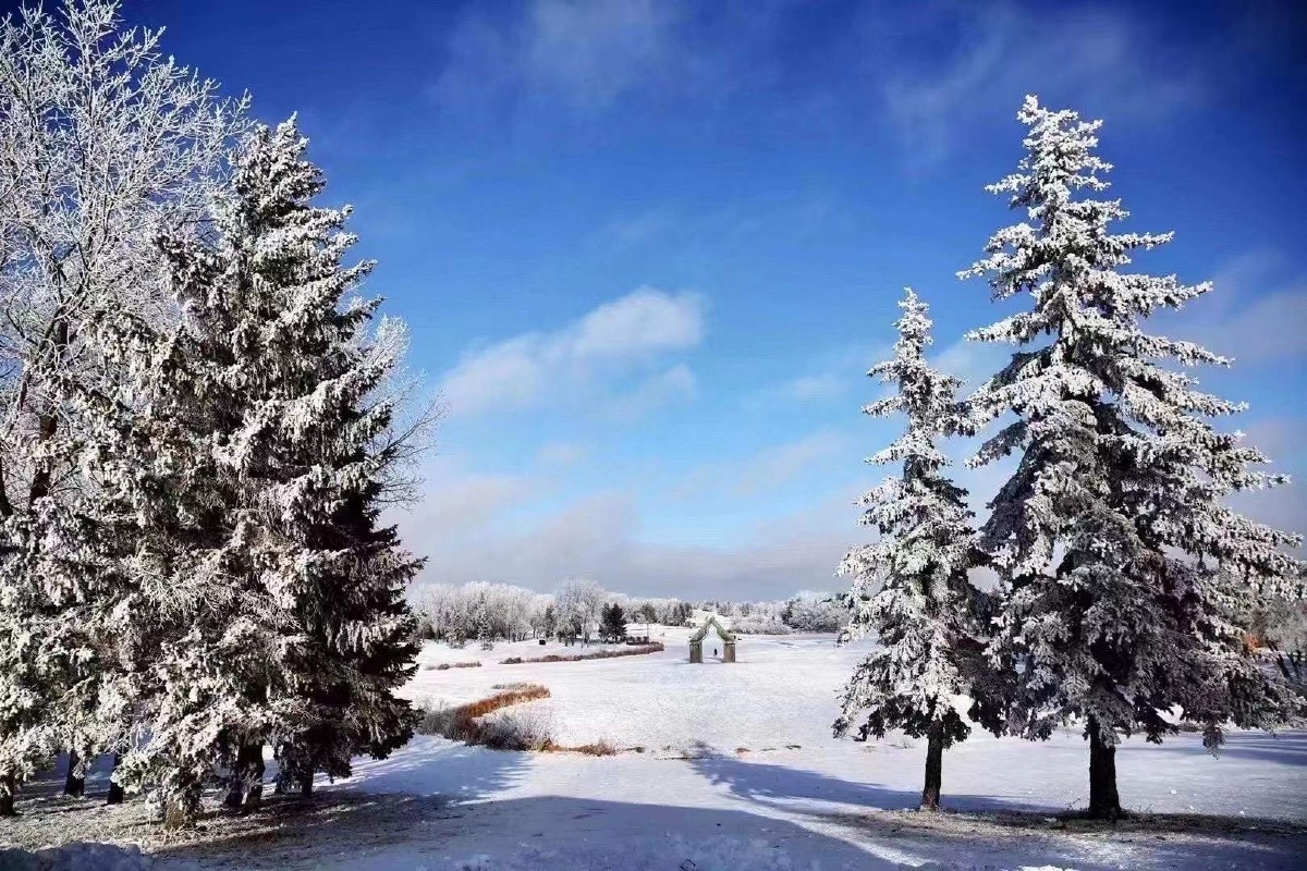 雪松雪景天天76天天不同景冬天还很漫长生活还的继续我们一起努力做