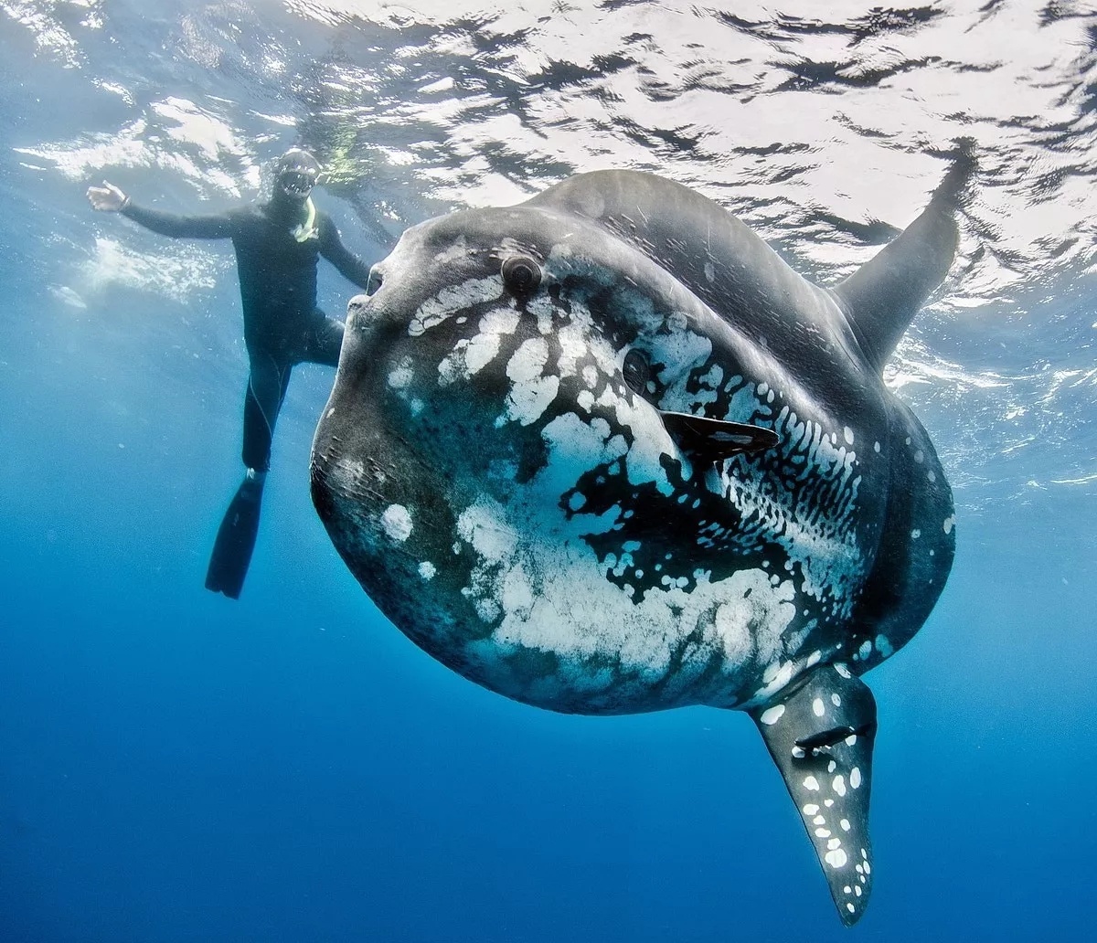 温柔的大脸翻车鱼