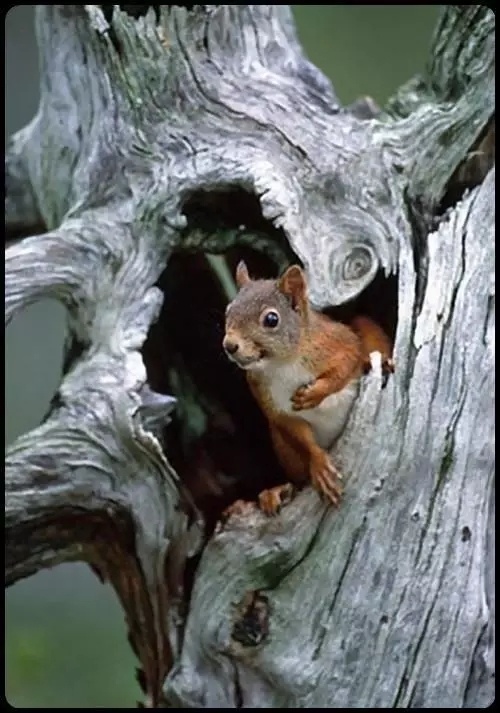 温馨小动物的家也是萌萌哒