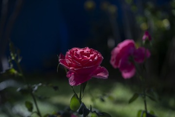 1B9A41B3-61CB-4187-95A1-01477AABD76D/L0/001