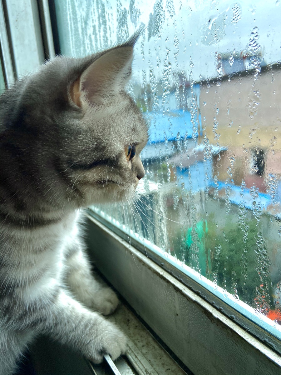 一脸忧愁的看着外面～不知道在想哪只帅猫咪