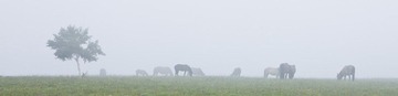 Fog