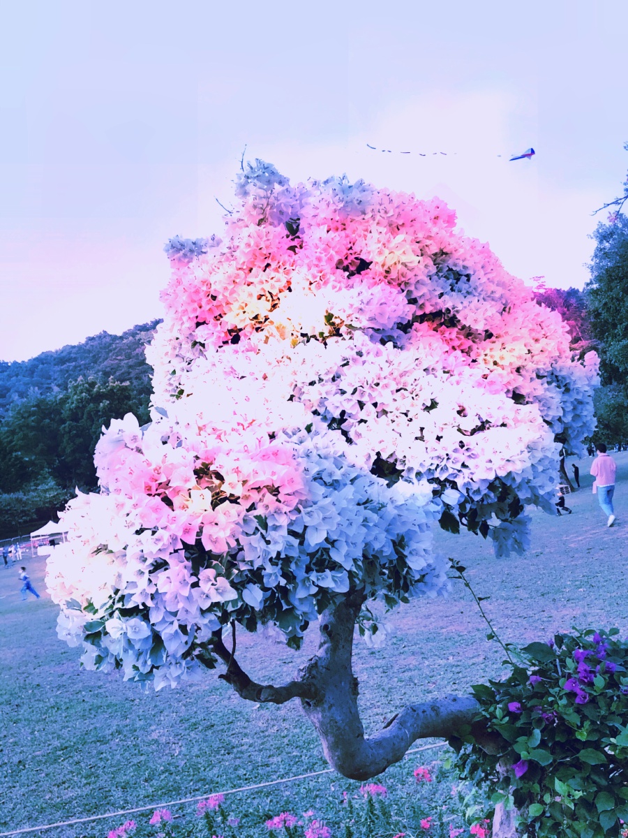 最美的花树