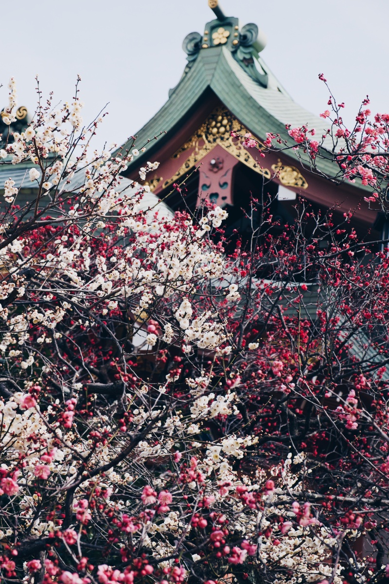 京都北野天满宫的梅花季
