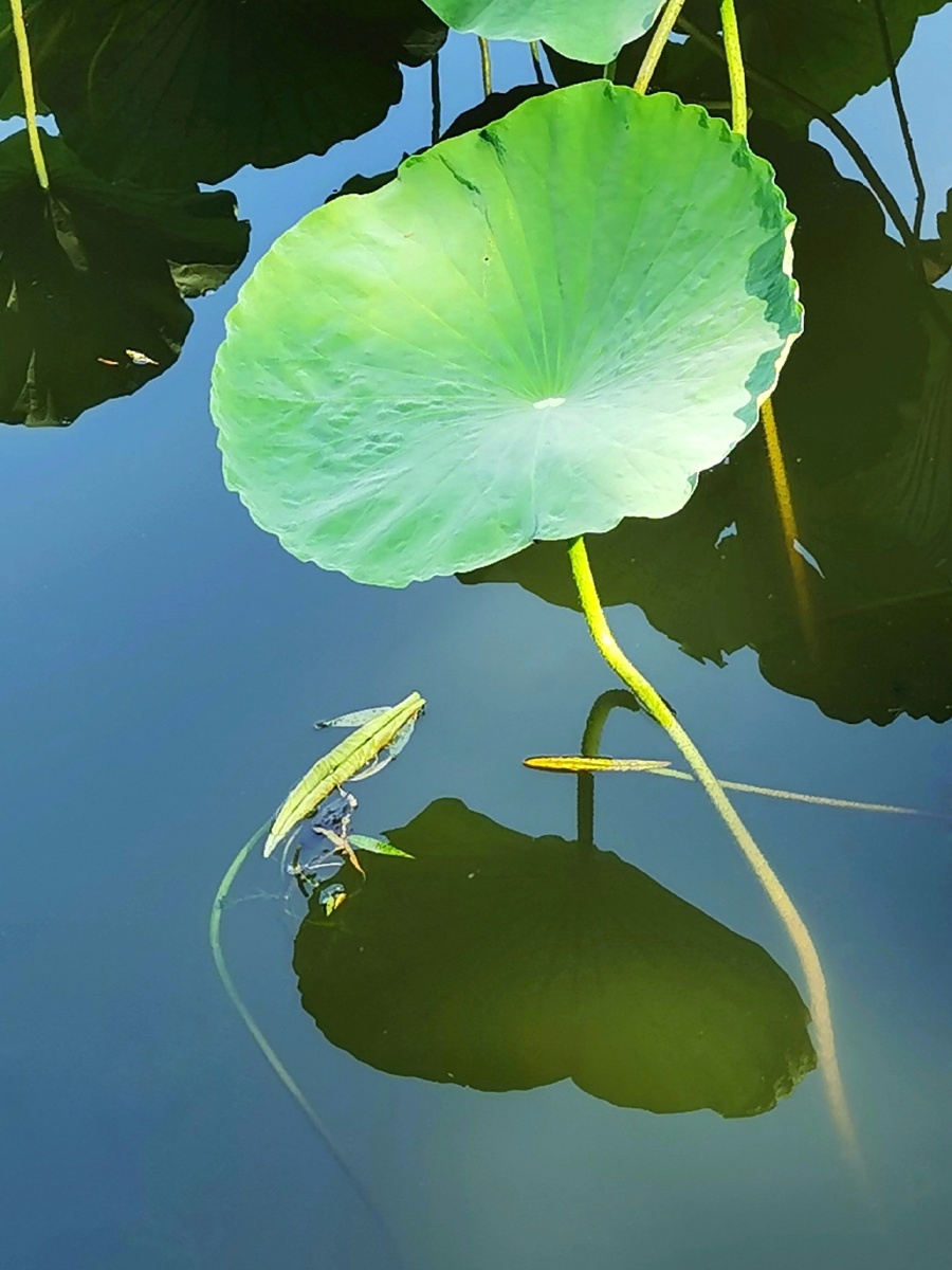 清雅的荷叶荷叶的美美在它使人神清气爽的墨绿荷叶的美美在它细细幽幽