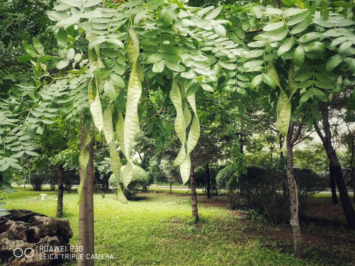 皂荚树