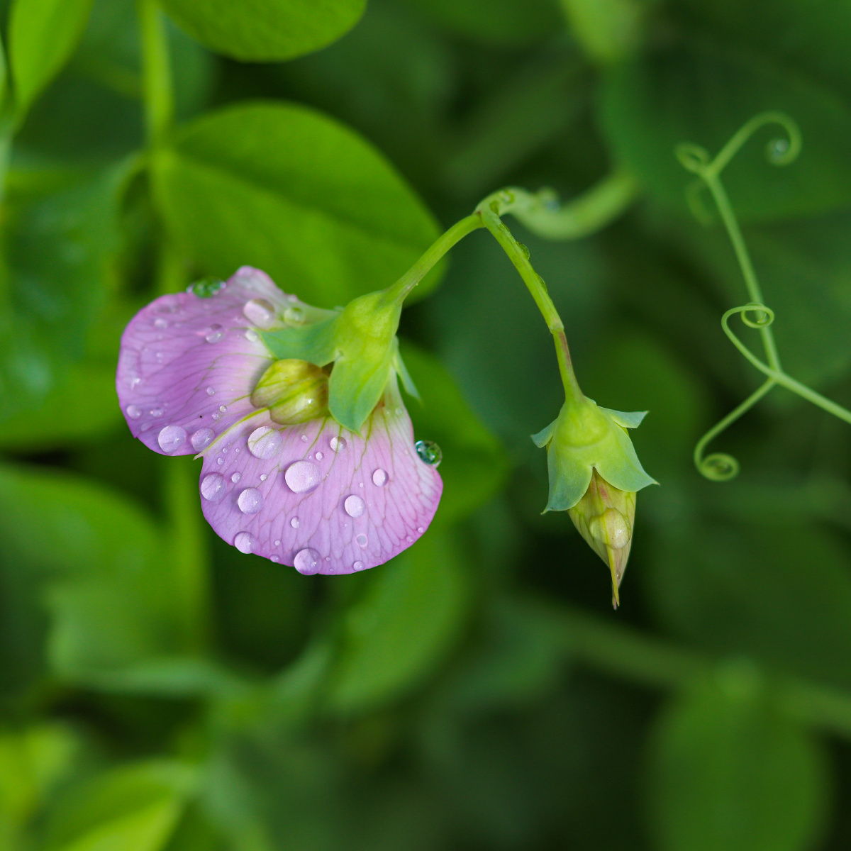 春天雨后放晴的样子空气格外清新