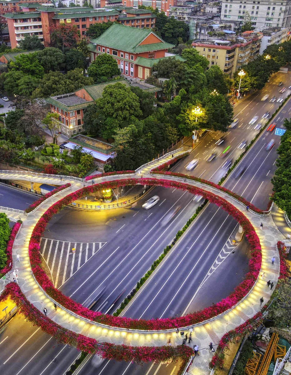 春天也是广州簕杜鹃盛开的季节现在高架路和人行天桥上都可以看到红