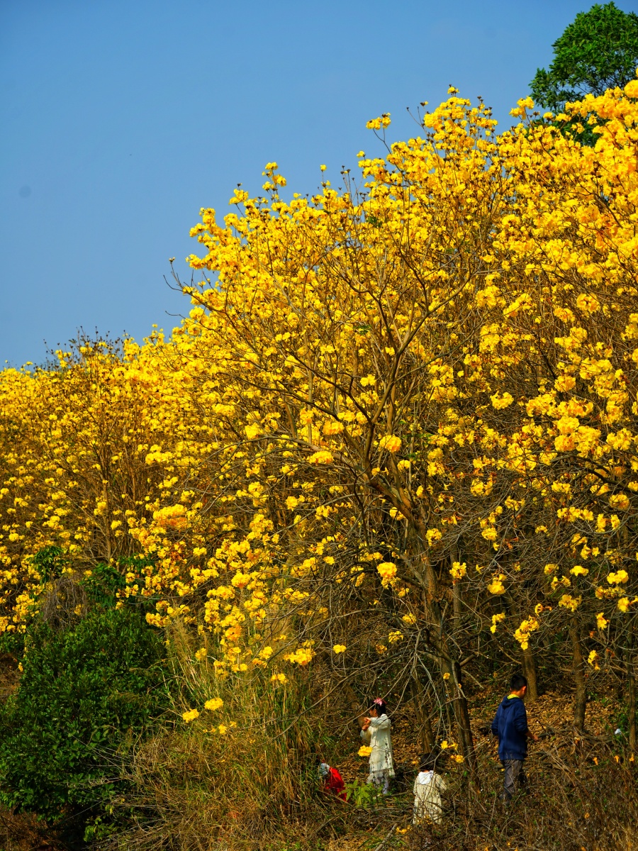每年春天二丶三月都是黄花风铃木绽放的季节有满城尽带黄金甲的感觉