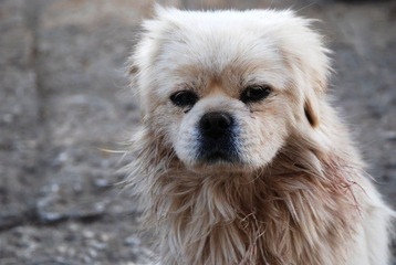 Hello Doggy