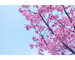 606BF452-936A-4FF5-A242-A7F676A14DDA/L0/001