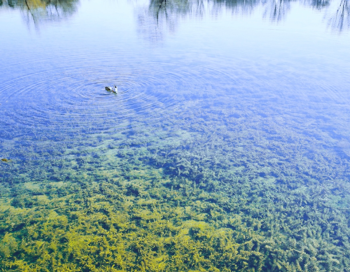 圆明园里清澈的水.