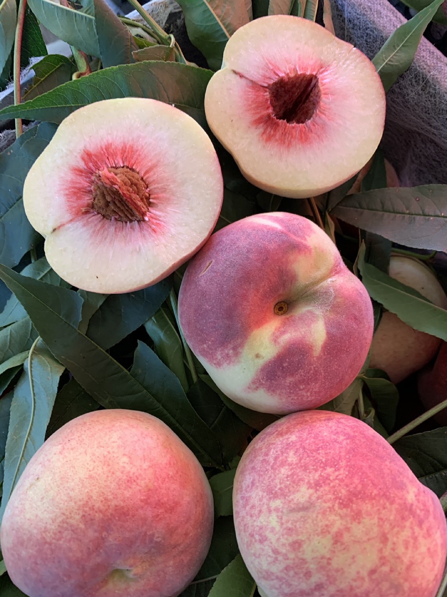 丽江冬桃 - 我家吉米水果铺子