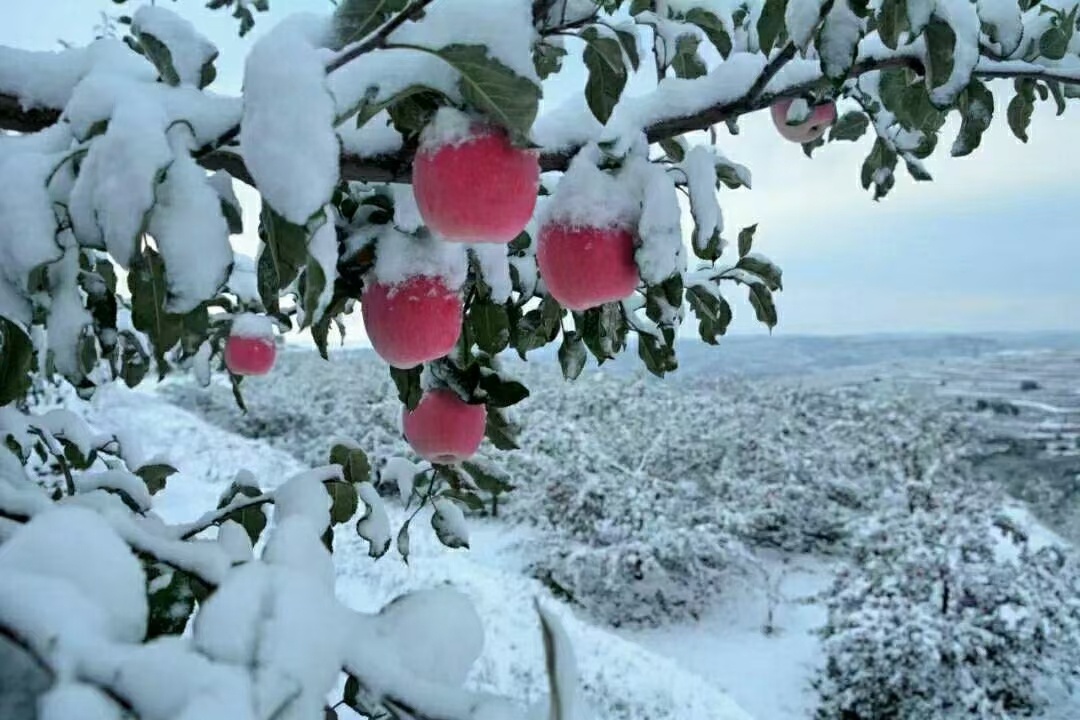 高原红的红富士苹果与雪的美景