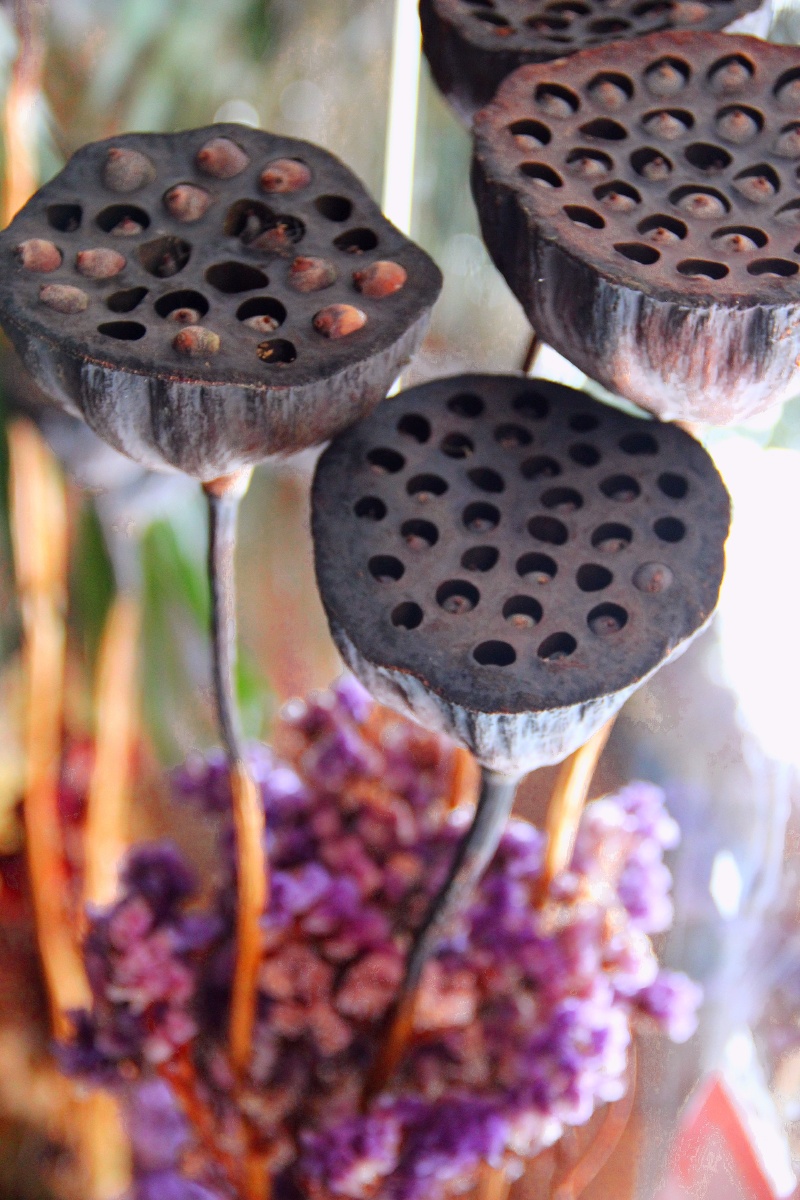 干枯莲蓬别样美