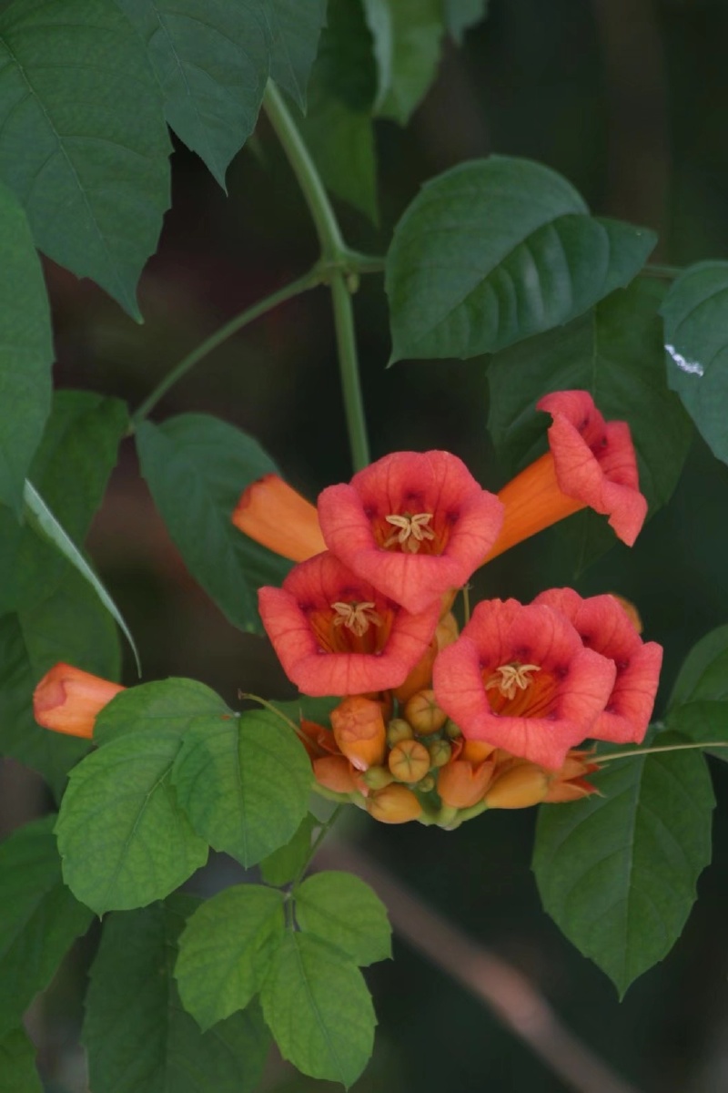 凌霄花