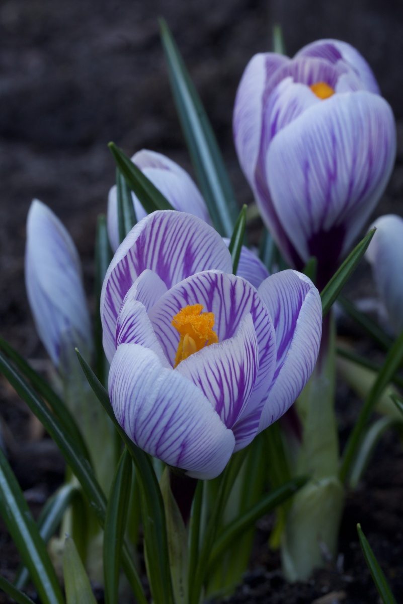 番红花又称藏红花