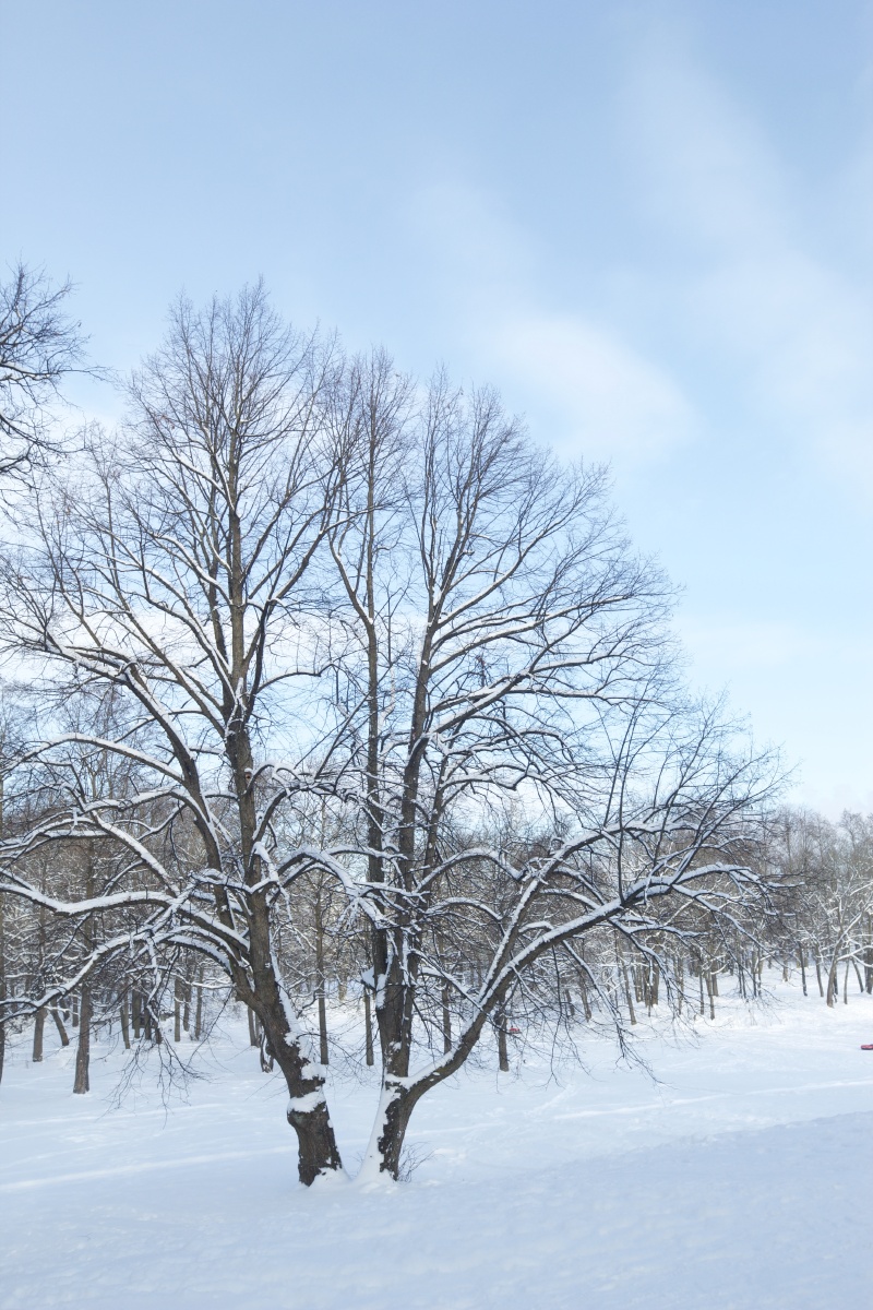 小年拍雪兆丰年