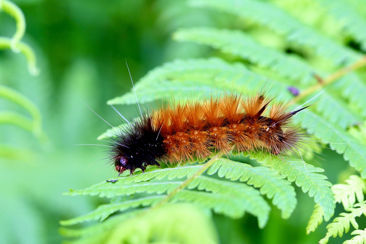 微距摄影之肯虫类毛毛虫