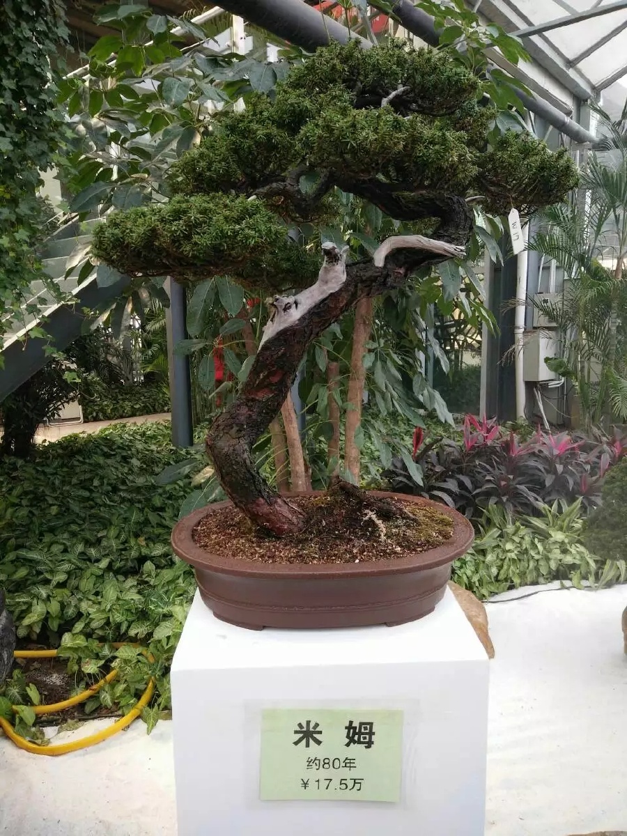 终南道童 - 图虫