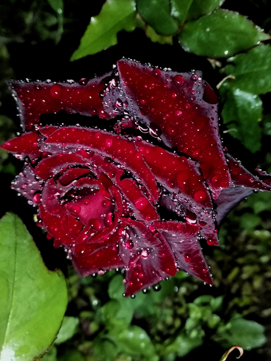 雨夜里的玫瑰手机honor9xpro型号hlkal10