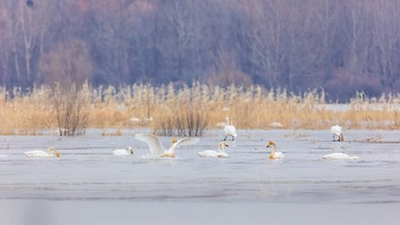 辽宁朝阳白石水库冰雪天鹅148