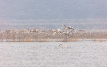 辽宁朝阳白石水库冰雪天鹅912