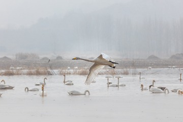 辽宁朝阳白石水库冰雪天鹅571