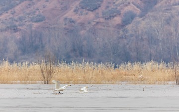 辽宁朝阳白石水库冰雪天鹅339