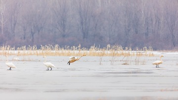 辽宁朝阳白石水库冰雪天鹅178